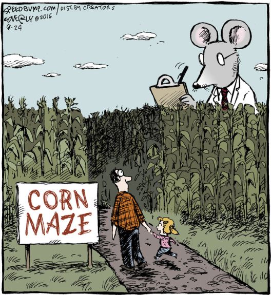 Лавиринт од пченки Лавиринт од пченки